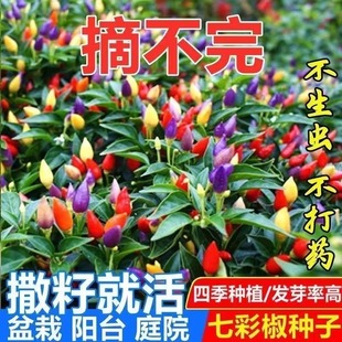 七彩椒种子四季种五彩椒种子朝天椒辣椒种子辣椒籽种蔬菜种子大全