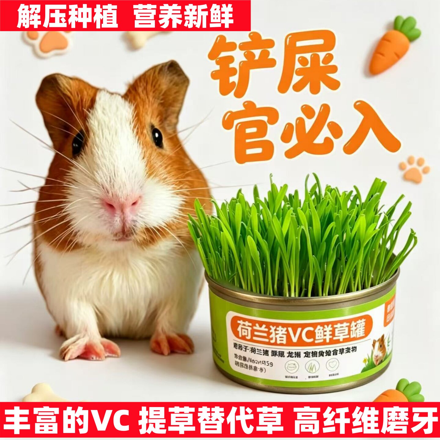 【自种鲜草免洗即食水培小麦苗荷兰猪龙猫提草替代草 高纤维磨牙