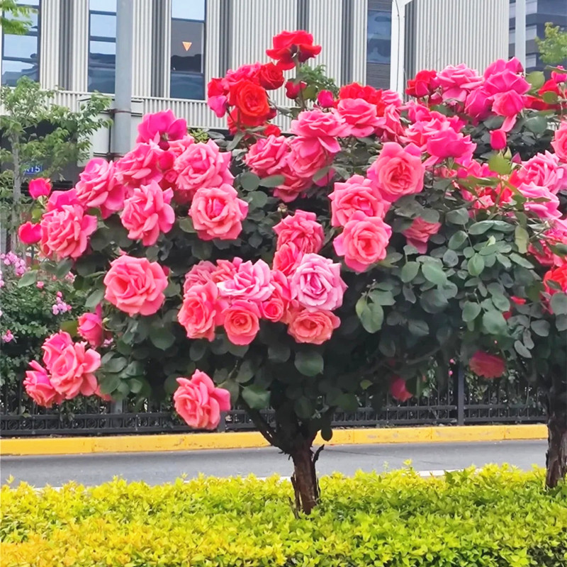 树桩月季特大花浓香型棒棒糖