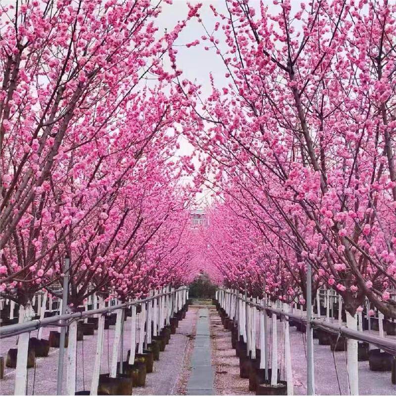 重瓣日本树苗庭院别墅花卉早晚樱樱花苗盆栽地栽耐寒耐旱染井吉野