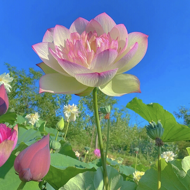 大型观赏荷花种藕苗碗莲池塘缸养盆栽水生植物带芽四季好养活花卉