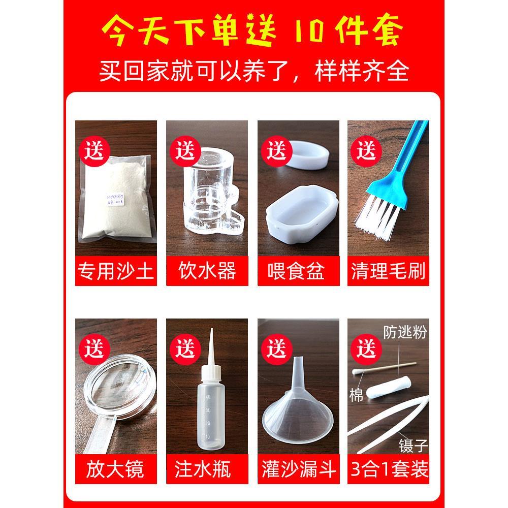 能繁殖的蚂蚁工坊蚂蚁城堡宠物蚂蚁庄园蚂蚁沙堡沙巢蚂蚁部落