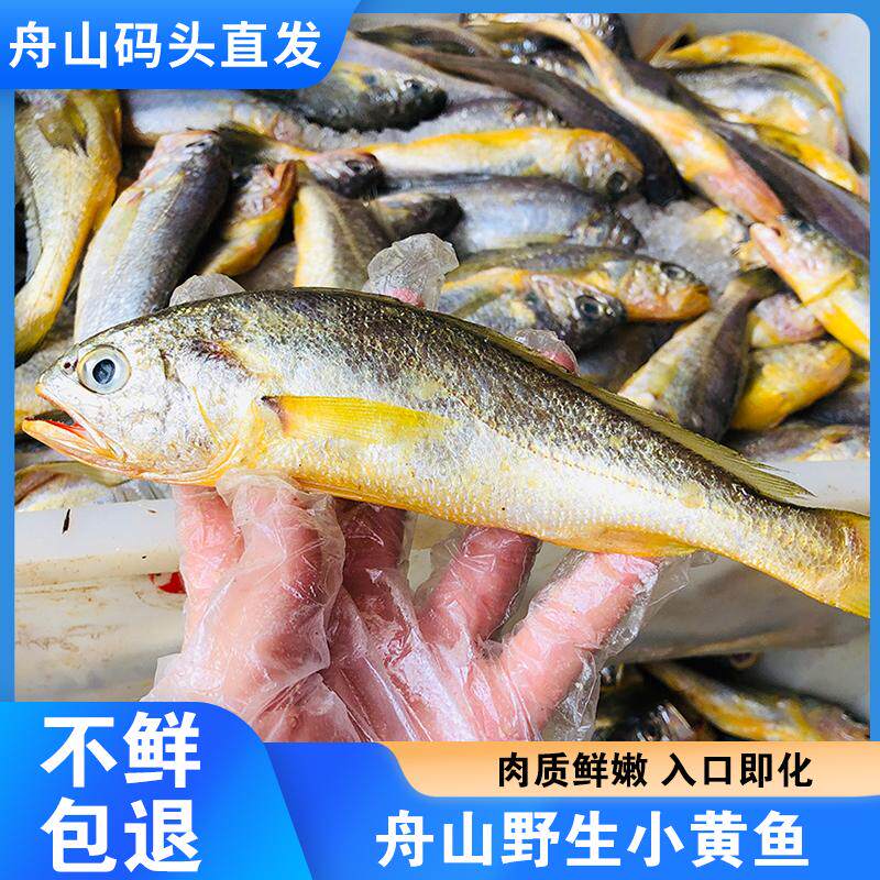舟山纯野生小黄鱼新鲜流网海捕深海黄花鱼鲜活冷冻整箱冰鲜黄瓜鱼