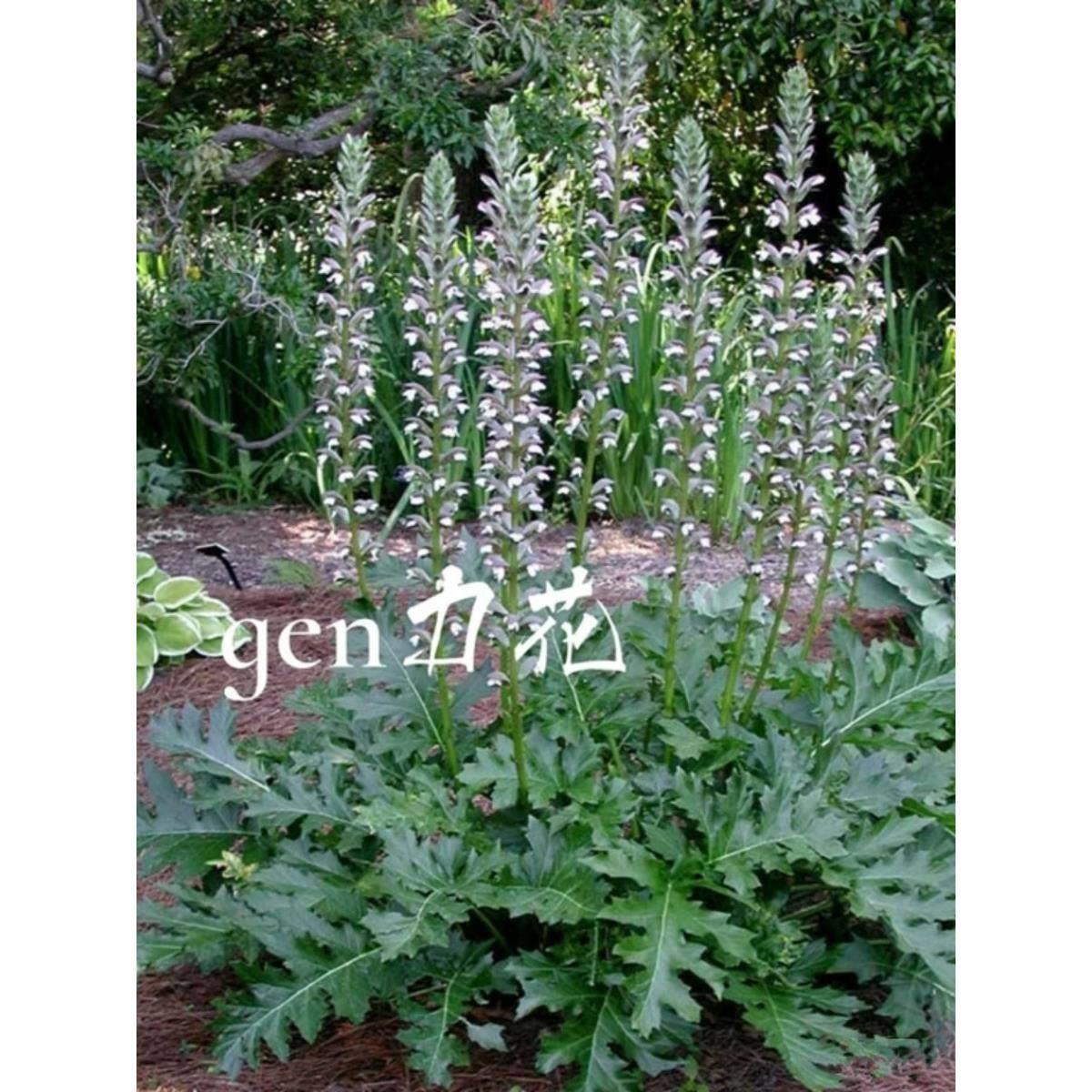 茛力花盆栽虾蟆花多年生耐寒宿根花卉花园花镜大型直立丛生高花剑