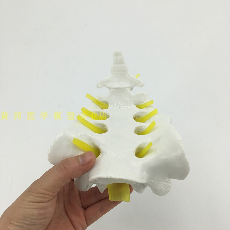 骶骨和胸尾骨模型模型 脊椎脊柱骶胸尾骨模型 脊椎模型 骨骼模型