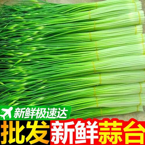 【新鲜好吃】新鲜蒜苔 苔鲜蔬菜蒜苔 苔2023现摘现发新蒜苔 苔当