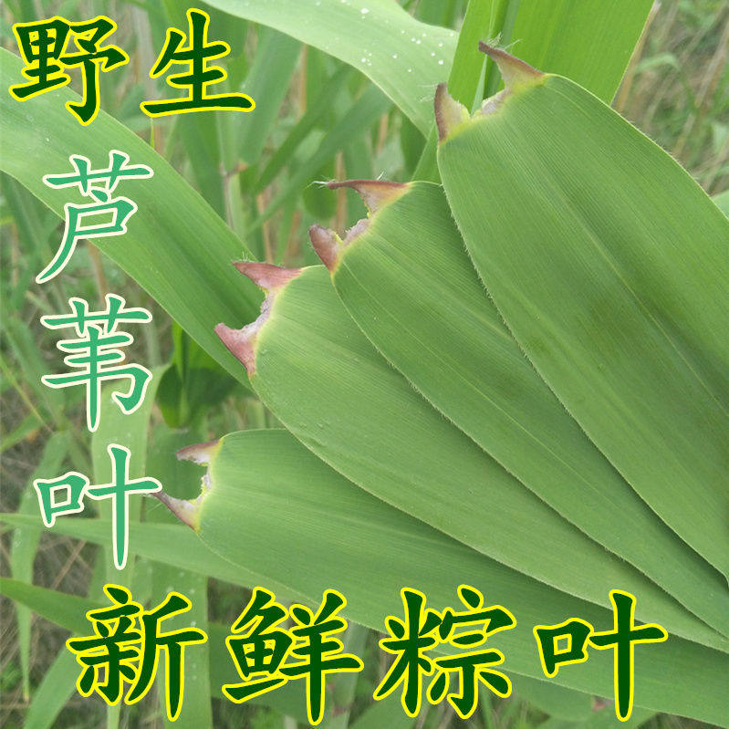 新鲜粽叶芦苇叶洪泽湖新鲜粽子叶农家现在包粽子叶非竹叶包邮
