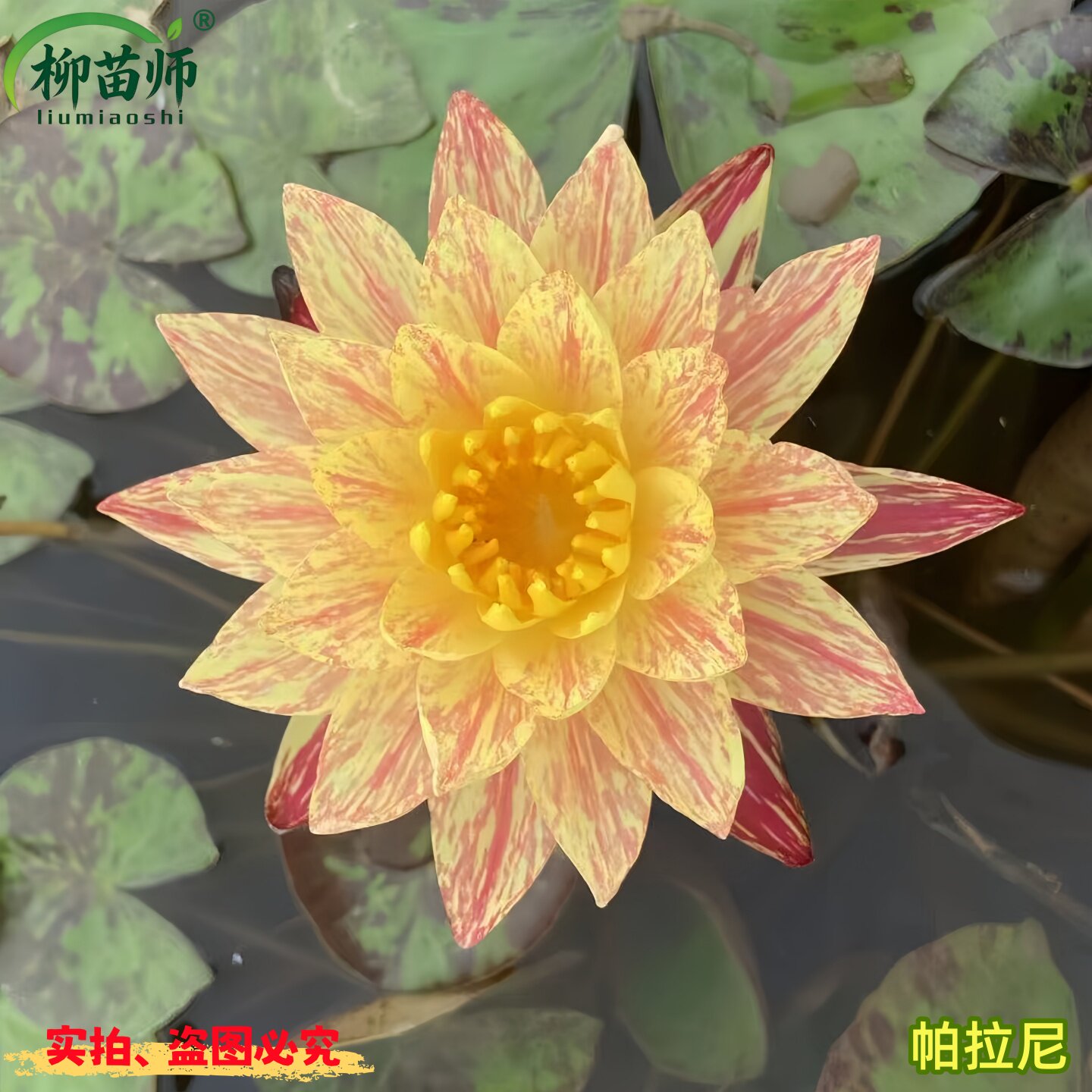 柳苗师水培睡莲带花包帕拉尼