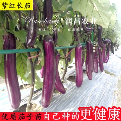 紫长茄秧苗黑长茄杭茄一号蔬菜苗