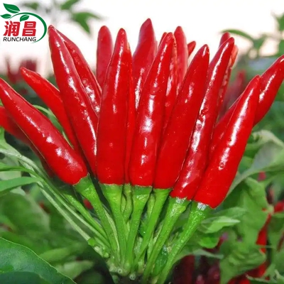 高产朝天椒美人椒蔬菜苗带土球发