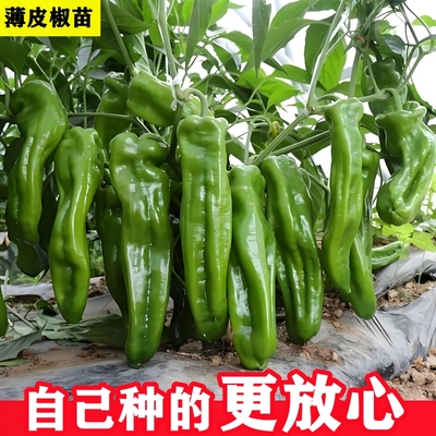 薄皮椒苗青椒苗蔬菜苗带土球发货
