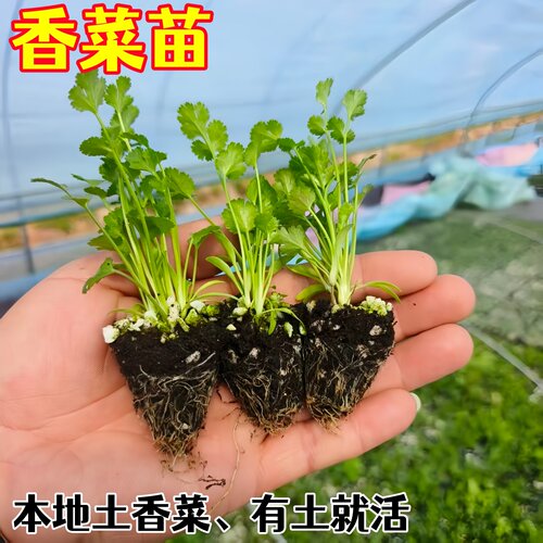 老品种香菜秧苗种子阳台盆栽蔬菜