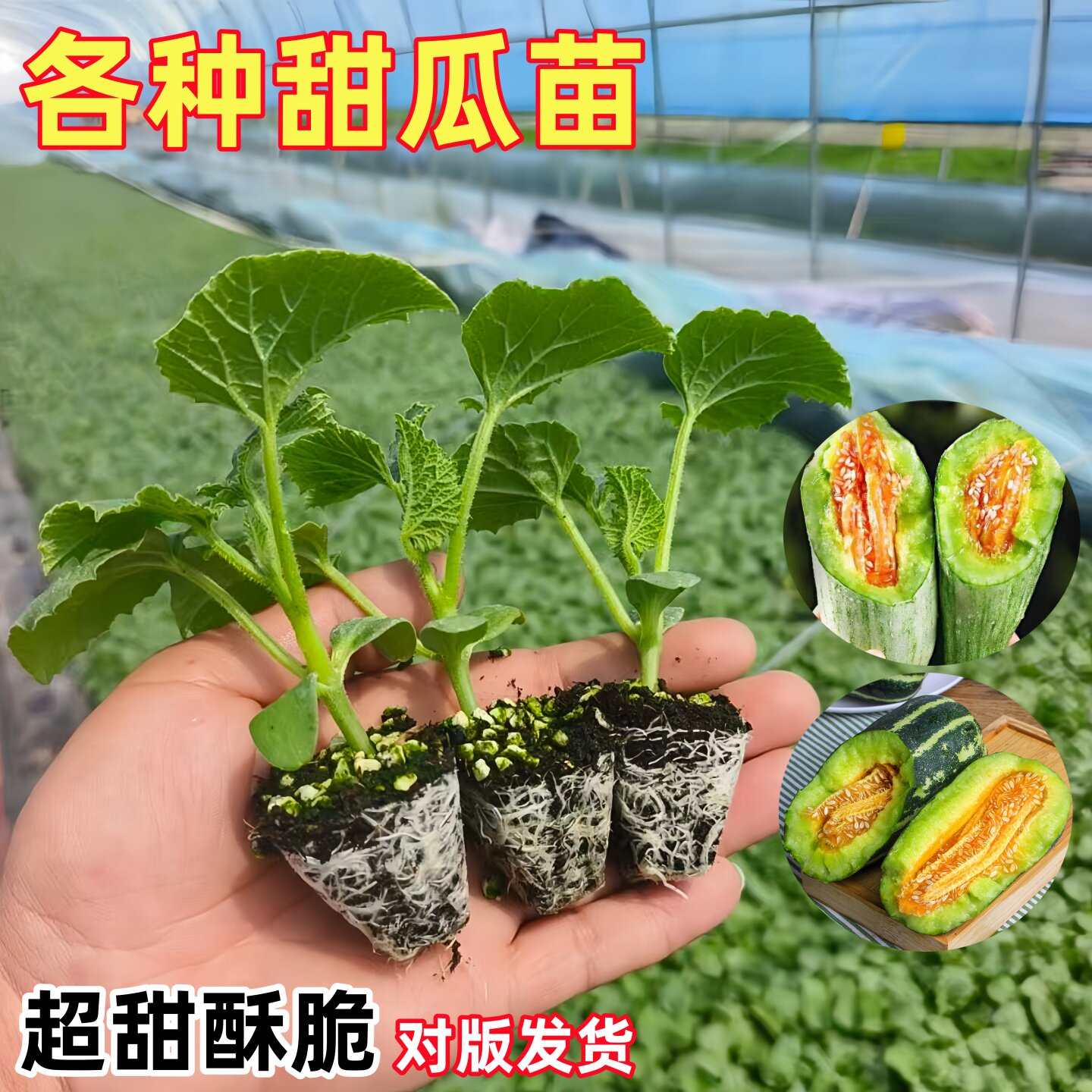 甜瓜苗秧超甜绿宝石正品羊角蜜冰糖子玉菇香瓜苗秧博洋老品种带土