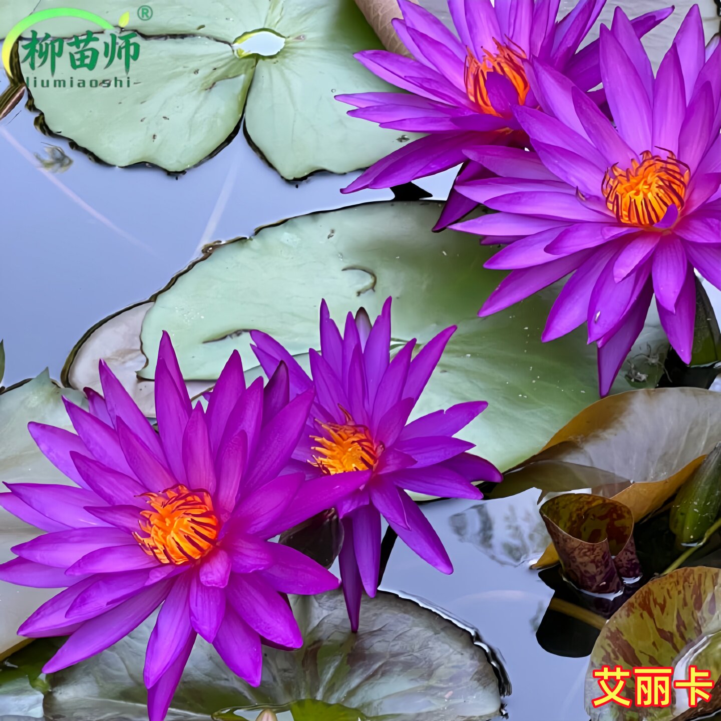艾丽卡睡莲根块水培植物带花苞