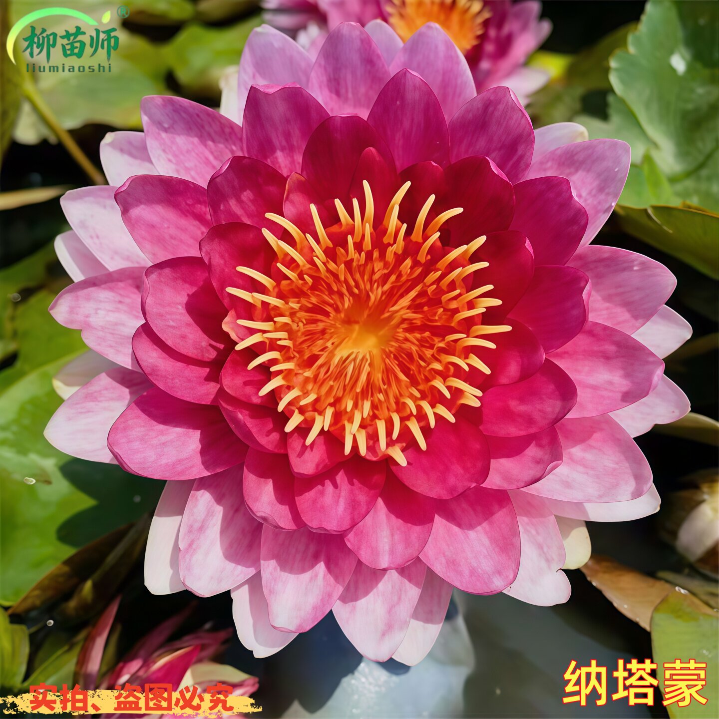 睡莲水培植物纳塔蒙盆栽莲花根块