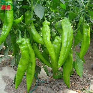 牛角椒苗秧苗辣椒苗新品种春季蔬菜苗不辣盆栽青椒金牛角辣椒种子