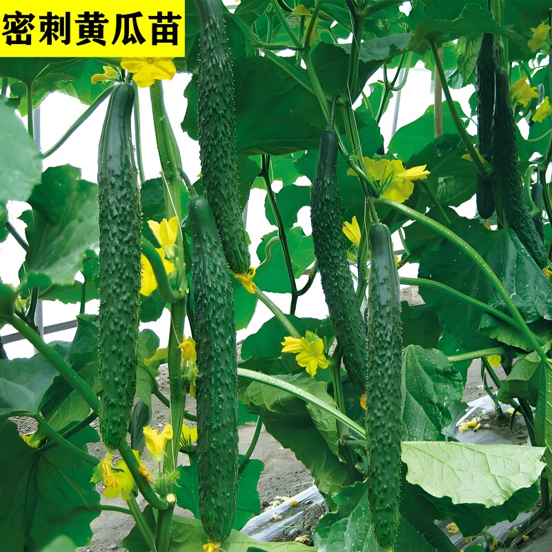 黄瓜苗秧带土球四季青瓜种苗高产型蔬菜苗大黄瓜苗老品种水果密刺