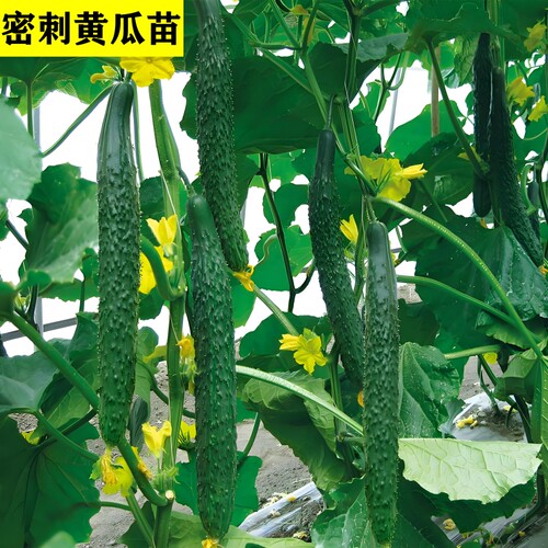 黄瓜苗秧带土球嫩绿水果高产津研