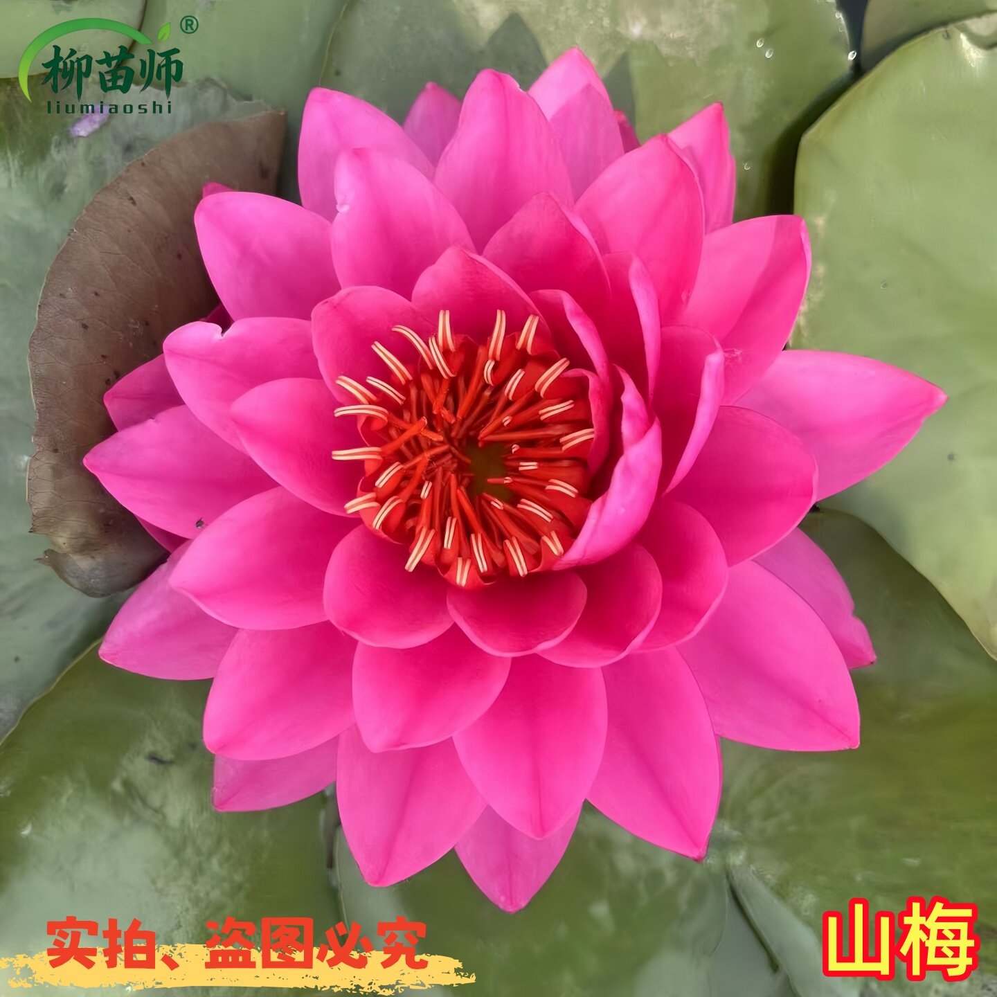 柳苗师睡莲水培植物带花苞根块