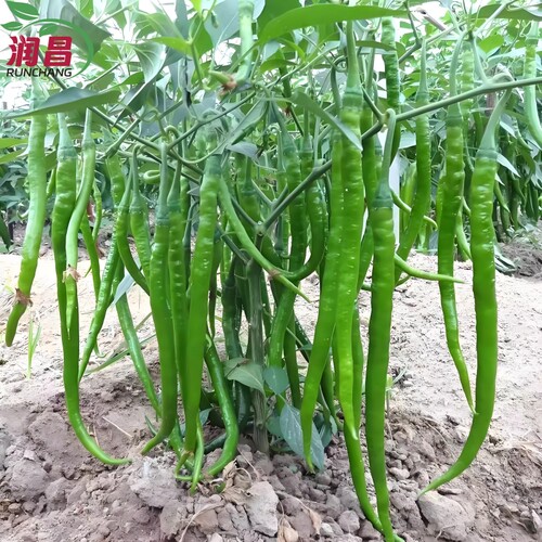 高产线椒秧苗蔬菜苗二荆条辣椒苗