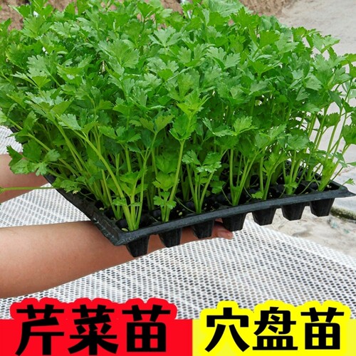 小香芹菜秧苗芹菜苗皇后西芹耐寒秋冬蔬菜苗花菜苗莴苣西蓝花幼苗