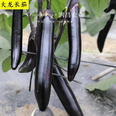 大龙长茄黑长茄蔬菜苗盆栽茄子苗