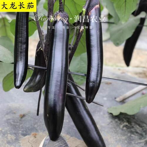 大龙长茄黑长茄蔬菜苗盆栽茄子苗