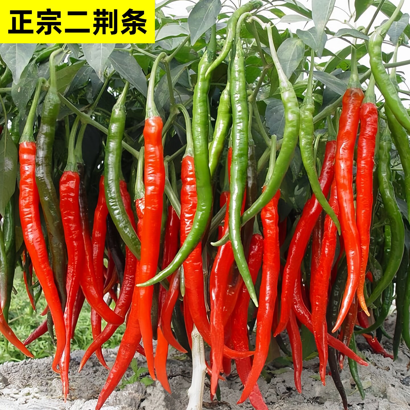 正宗二荆条辣椒苗长线椒秧苗蔬菜苗秧干椒五号自制酱辣椒香辣超辣