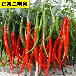 正宗二荆条辣椒苗长线椒秧苗蔬菜苗秧干椒五号自制酱辣椒香辣超辣