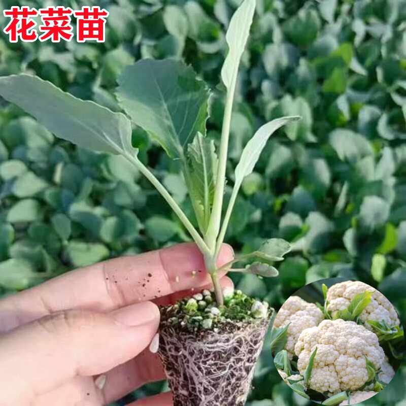 松花菜苗子散花白色花高产青梗松椰菜白菜花秋冬耐寒蔬菜秧苗盆栽