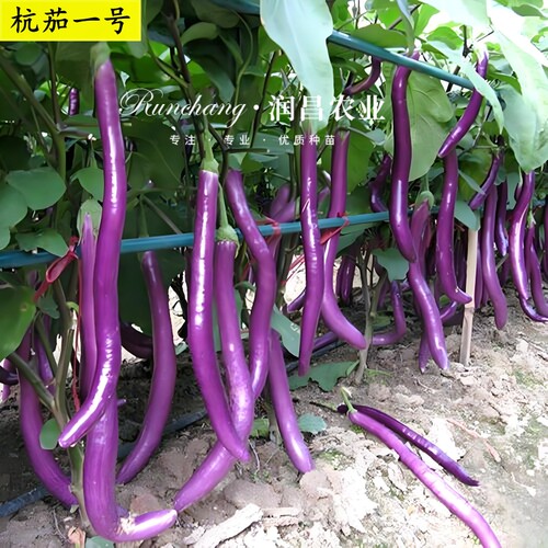 春季茄子秧苗带土盆栽
