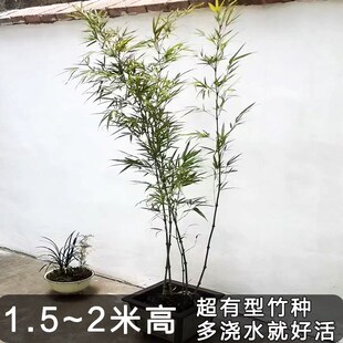 筇竹苗带土算盘竹子苗网红簕竹室内外绿植物耐寒大型盆栽盆景好养
