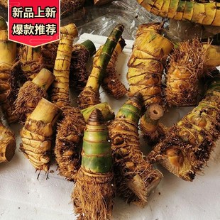 小叶簕竹盆景桩竹鞭竹根室内外勒竹庭院景观绿植桌面簕竹常绿