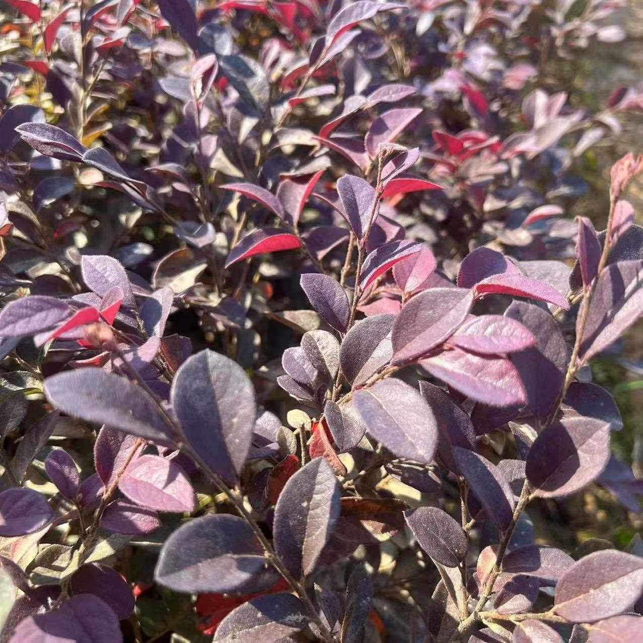 红花继木苗庭院绿篱物红花继brw木球耐寒耐旱易活四植季常青绿工