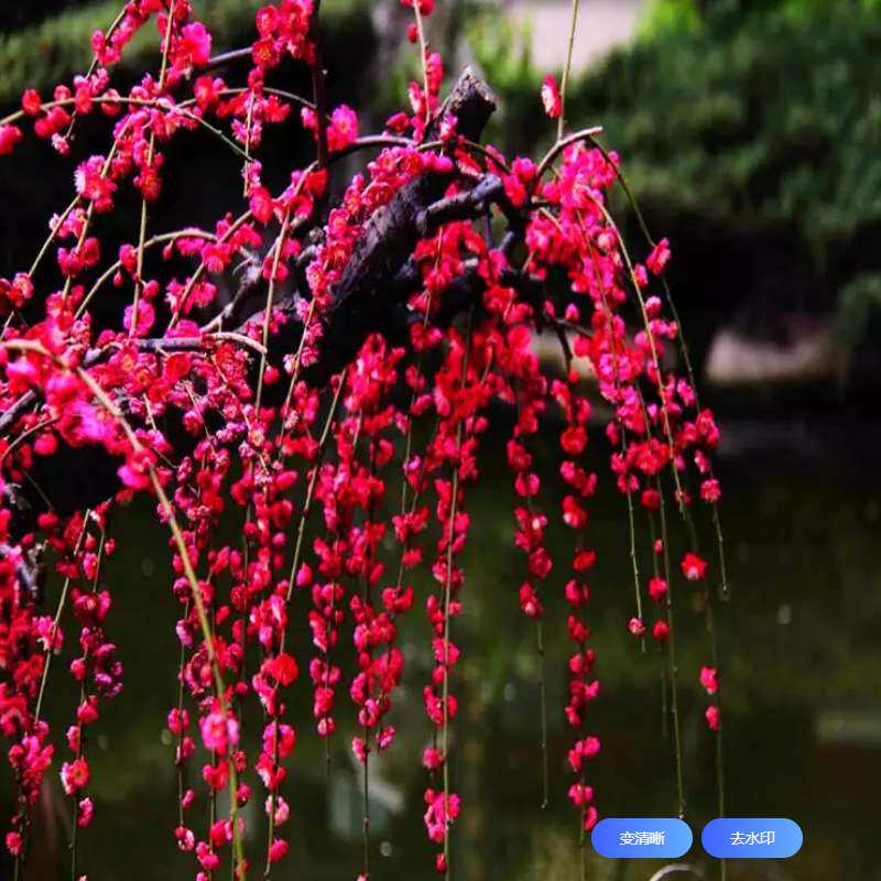 垂枝梅花锦红垂枝梅垂梅锦红梅花垂梅苗庭院绿化观花植物花卉盆栽
