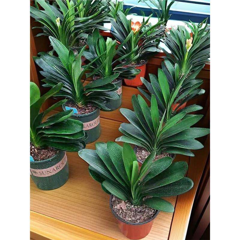 君子兰盆栽特大号【东北精品】开花大兰绿植花卉高档客厅室内植物