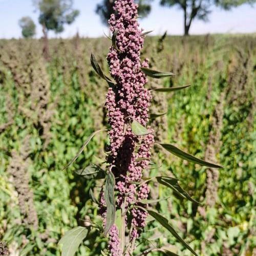 藜麦营TSW养米工设备 青稞粉膨化机加 营养粉线生产 实力粉厂家