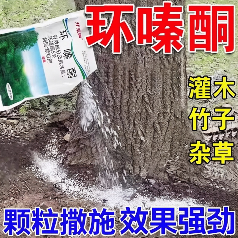 大杂竹烂药根大灌木一死滴