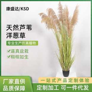 饰品 天然芦苇洋葱草仿真芦苇草洋葱草秋色芦苇洋葱草家居装
