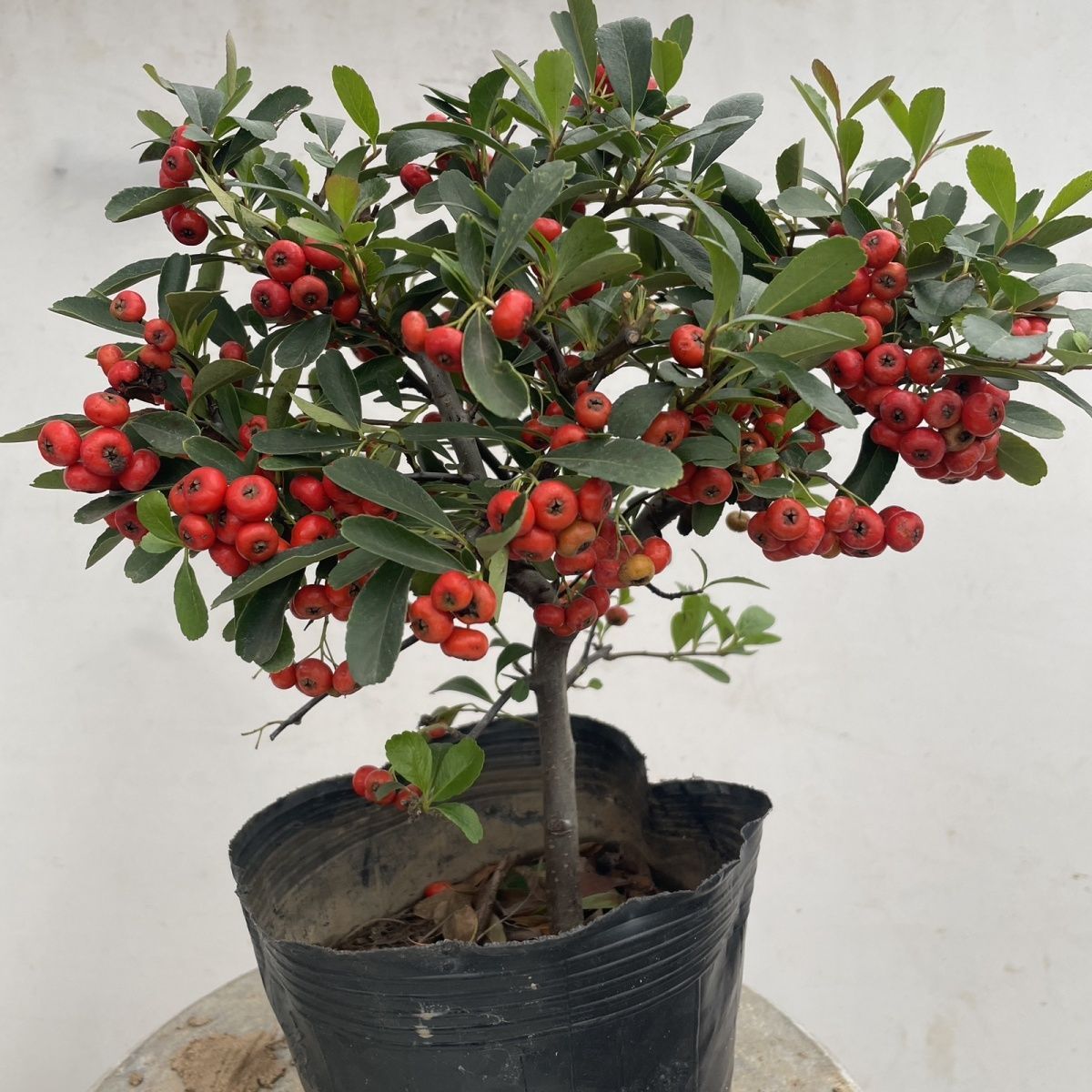 火棘盆景老桩树苗矮大型室内小庭院红果植物树桩满堂红吉祥果盆栽
