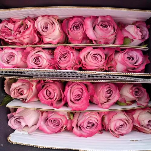 气场中苗 超新品复古紫灰调切花月季四季勤花耐晒 稀有玫瑰花苗