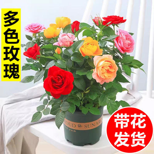 玫瑰花树苗老桩月季花苗特大花盆栽四季花开卉红蔷薇多色果汁阳台