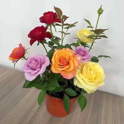 带花苞浓香大花玫瑰盆栽四季花开不断种易活苗树云南月季老根大苗
