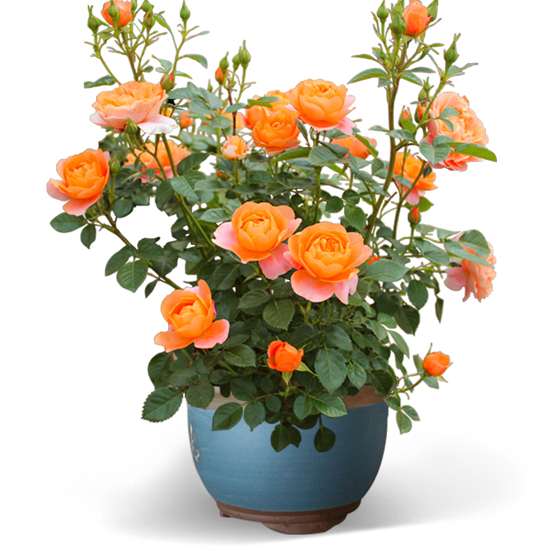 云南带花玫瑰花苗四季花开室内阳台盆栽庭院大花月季浓香净化空气
