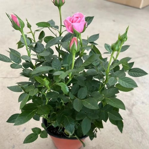 藤本月季蔷薇花苗特大花树庭院爬藤植物花卉盆栽阳台玫瑰四季开花