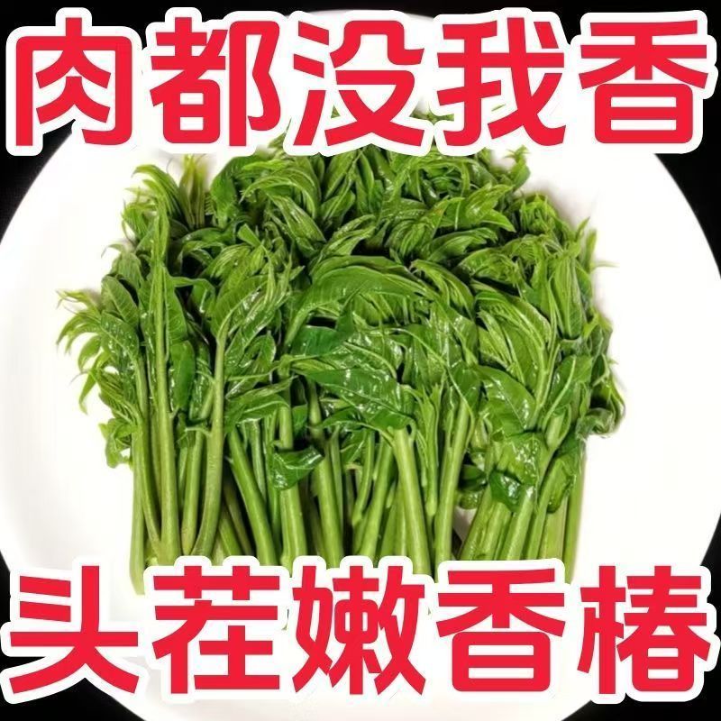 当季即食香椿芽腌制类咸菜