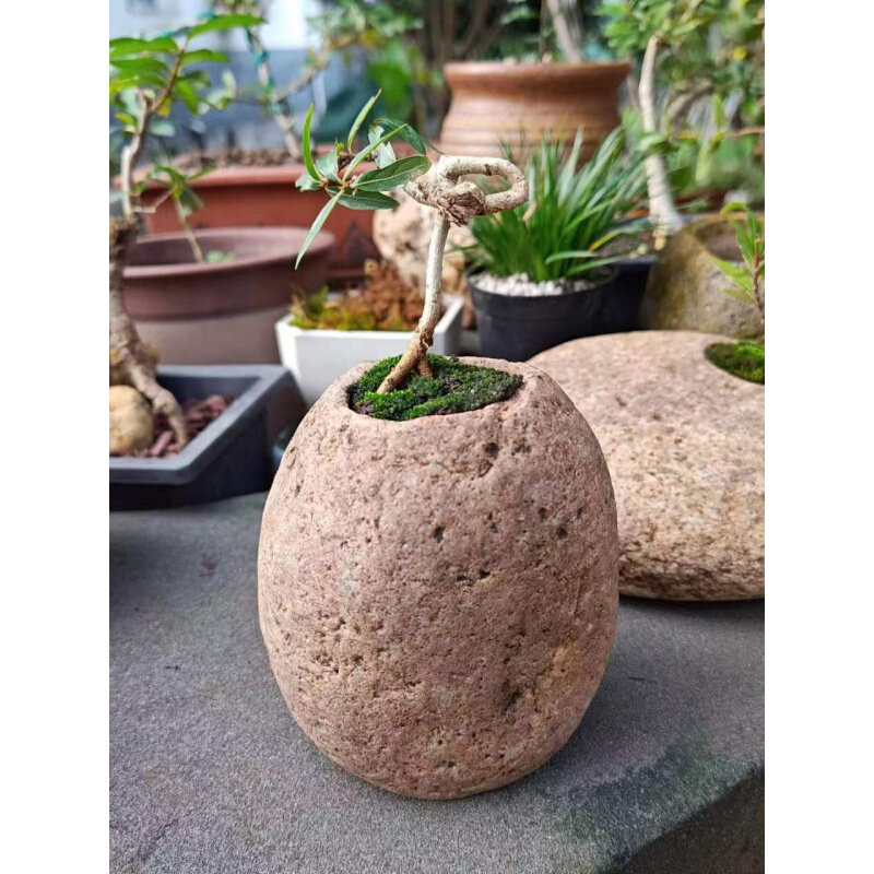 溪石水杨梅石盆原生态多肉水菖蒲铜钱草鱼缸造景花盆园林摆件