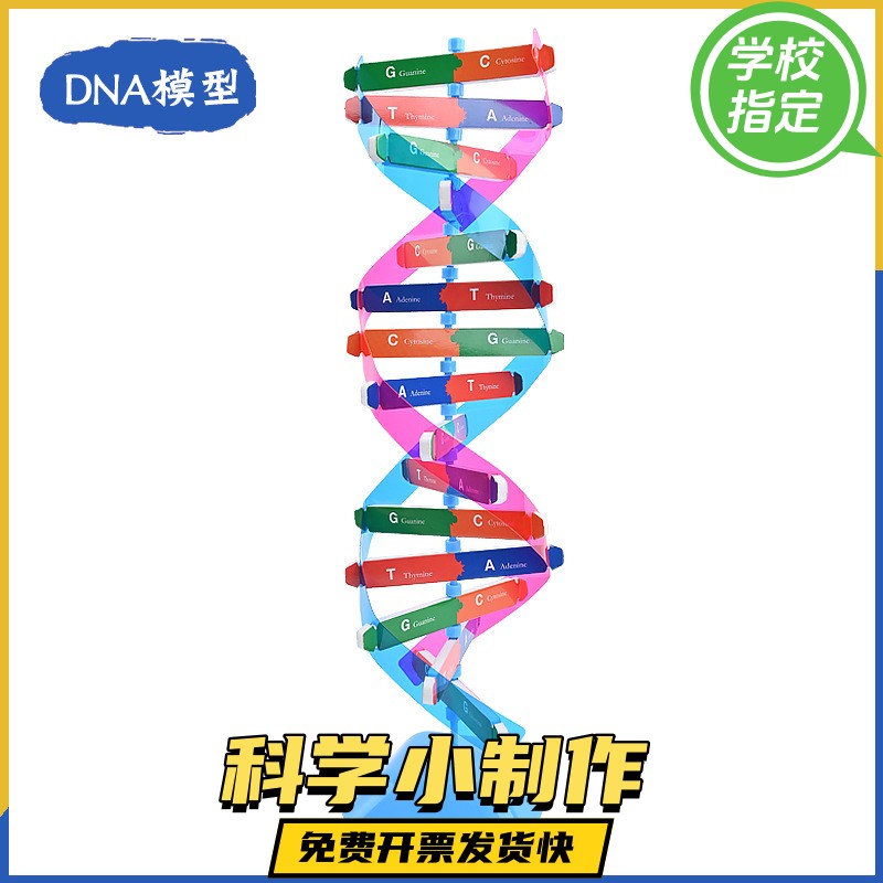 人体基因DNA模型双螺旋结构生物教具命科学实验初高中教学碱基对