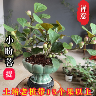 小盼菩提盆栽带果植物绿植花卉室内桌面客厅办公室菩提树盆景摆件