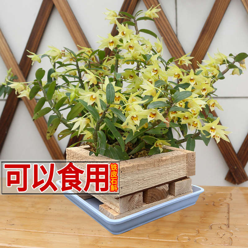 【木盆种好】雁荡山红杆三年生铁皮石斛可食用花卉易成活石斛兰